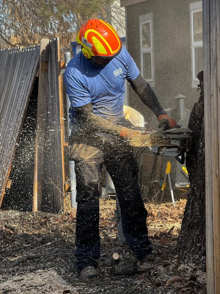 Woolf Tree Service arborist with a chainsaw