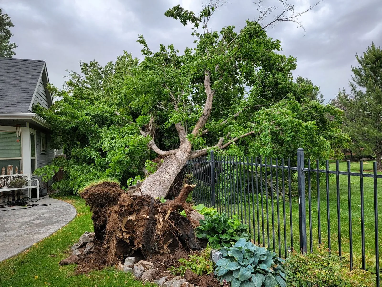 Stump removal by Woolf Tree Service