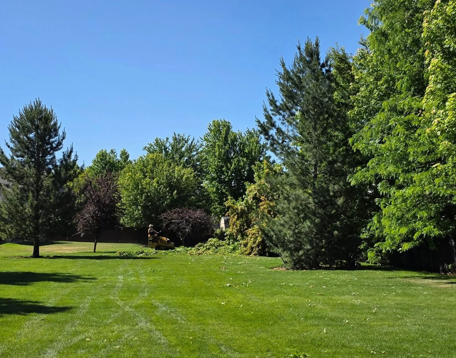 Tree planting by Woolf Tree Service