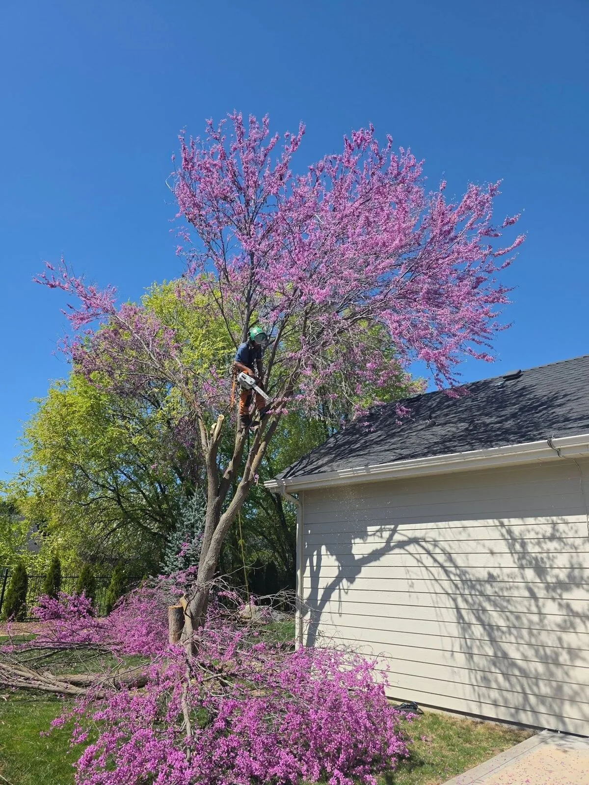 Tree removal by Woolf Tree Service