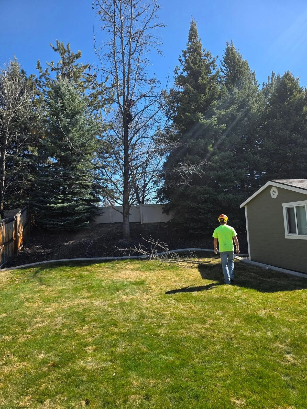 Woolf Tree Service arborist working high in a tree in Boise, ID